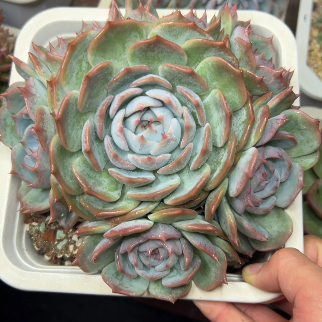 多肉植物一物一拍（201号）
