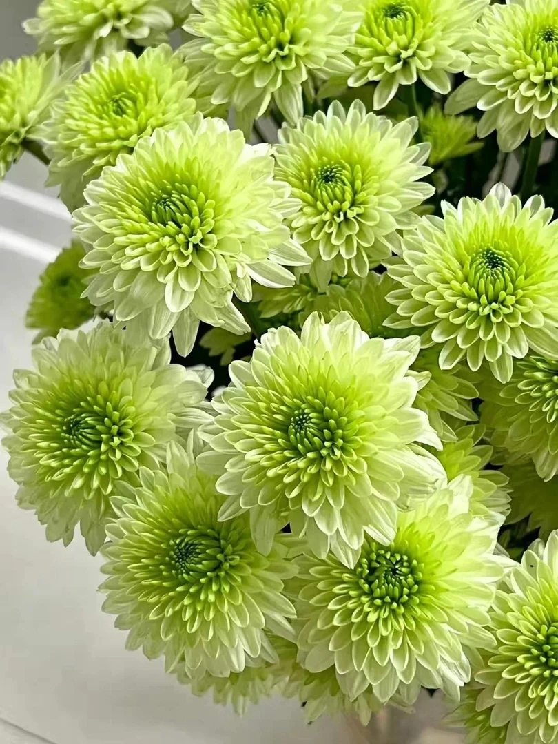 布鲁诺绿小菊盆栽花卉爆花爆盆好养多年生植物阳台庭院耐寒耐旱