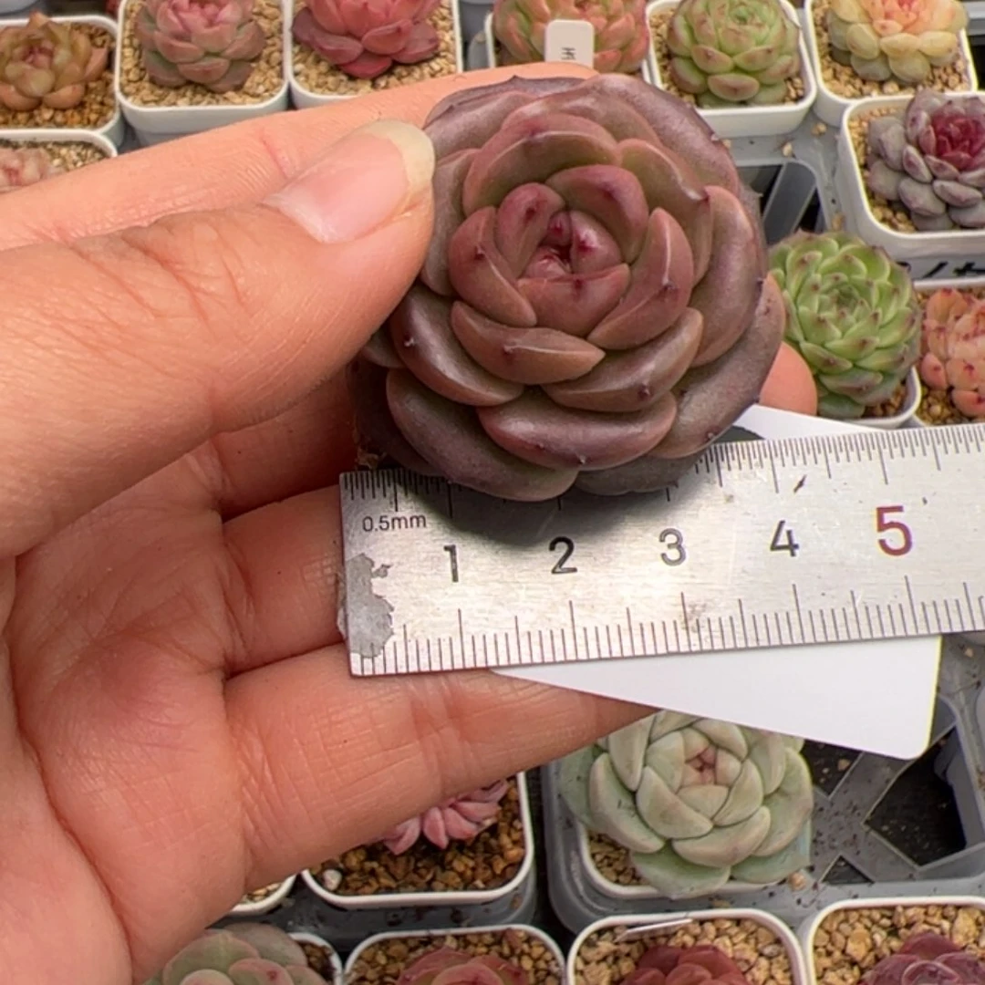 Z**幻585 多肉植物组合