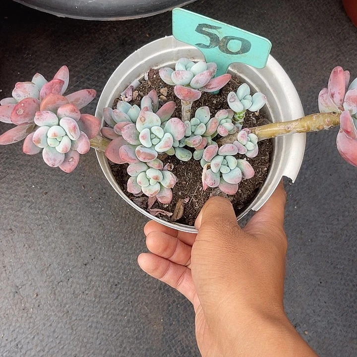 晨语多肉，一物一拍洛神50