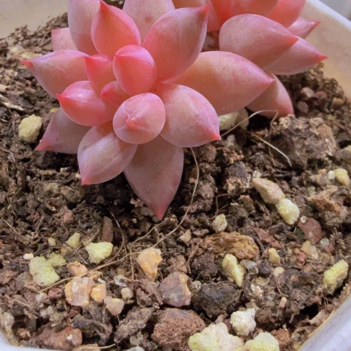 韩版虞姬美人双头一颗