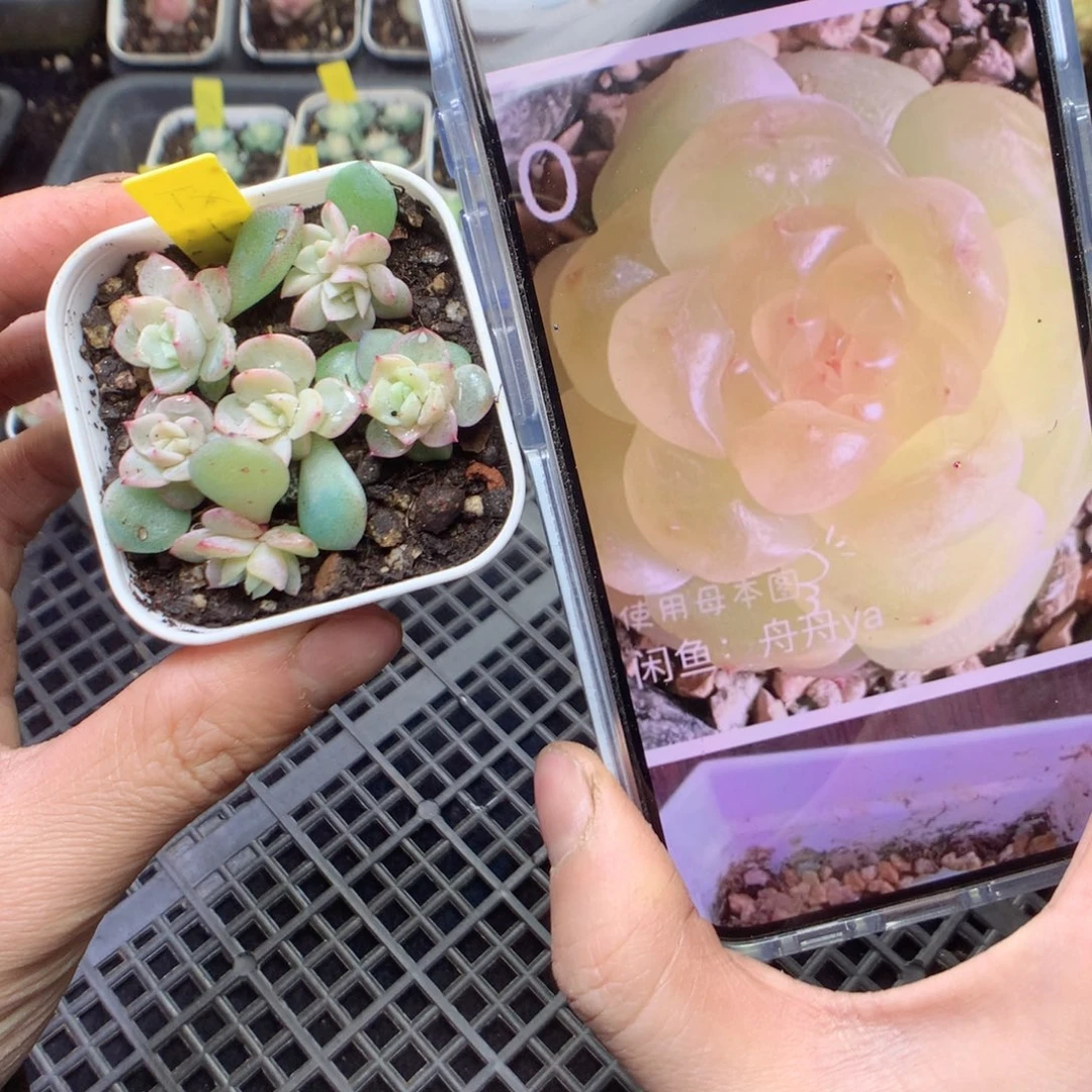 Tx1。 6颗yyyyyyyyyy