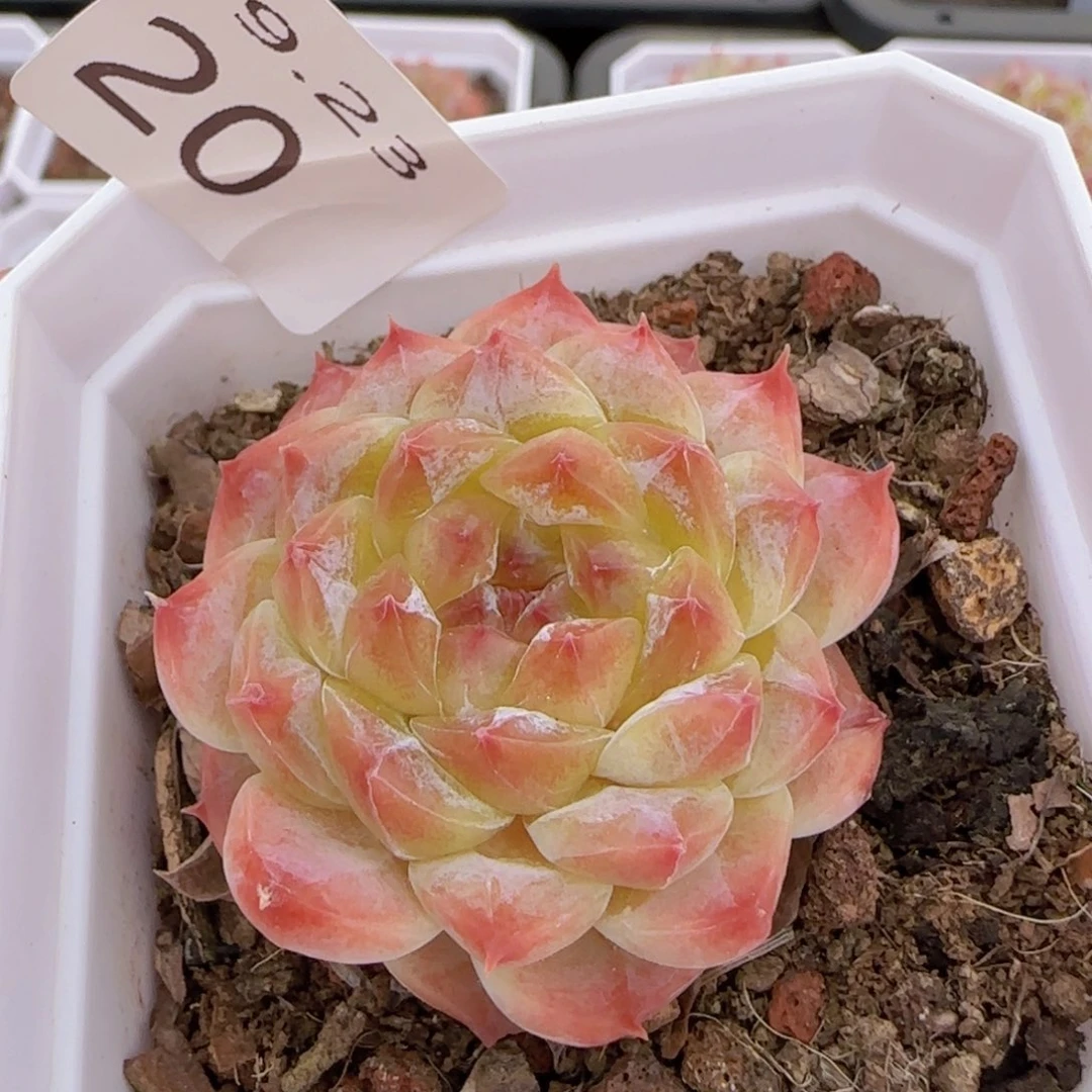 秘境冰魄单头一颗