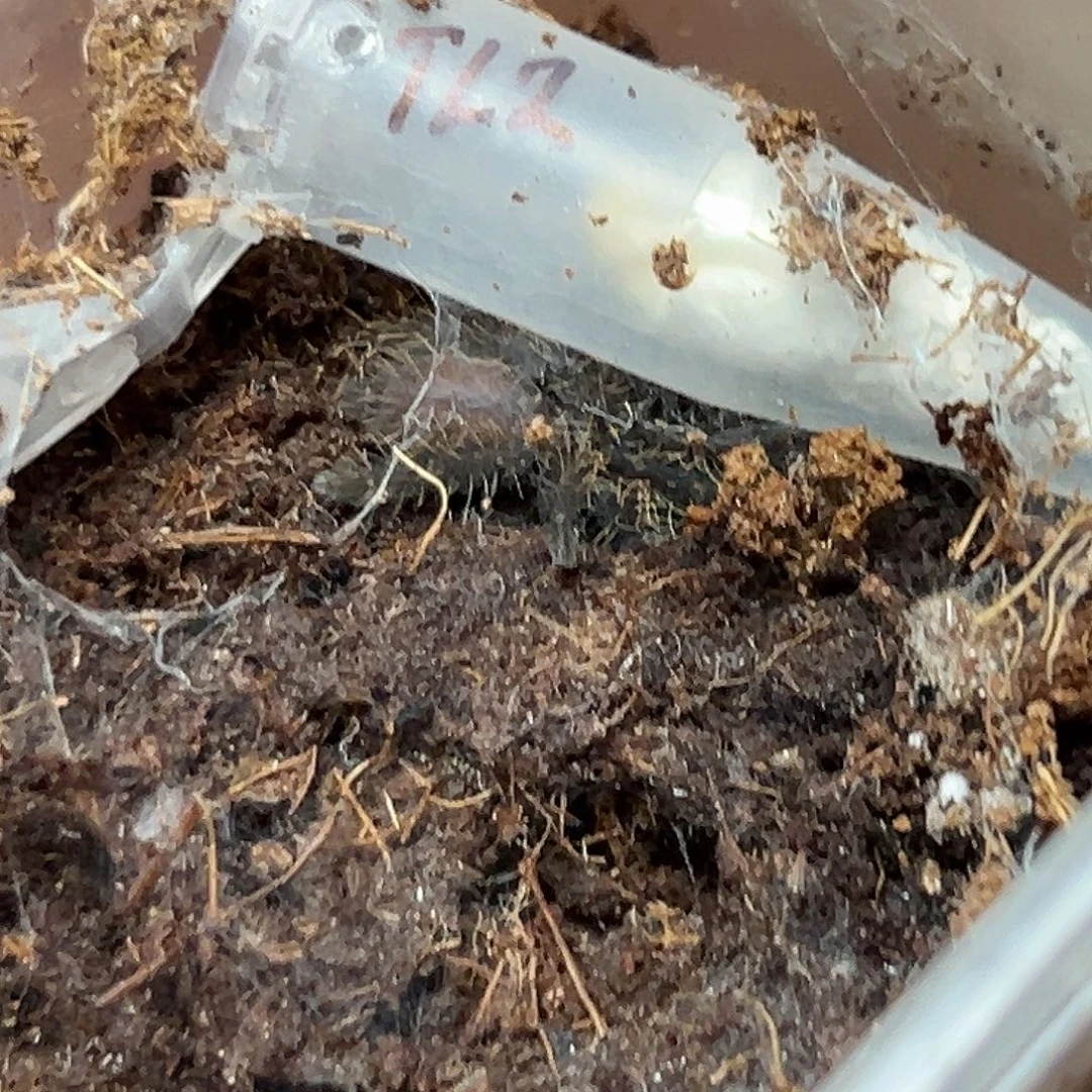 跳蛛夜叉树老虎苗子