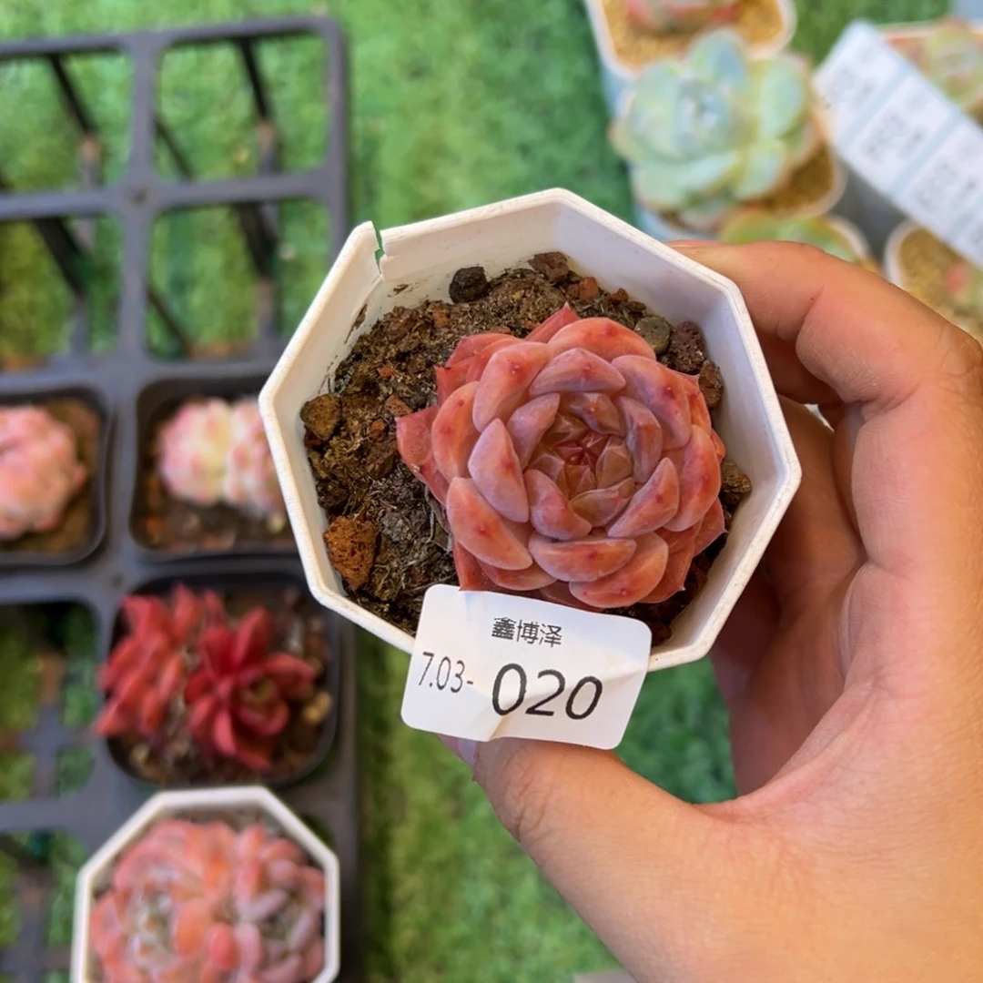 小****t定向7.03-020 单头