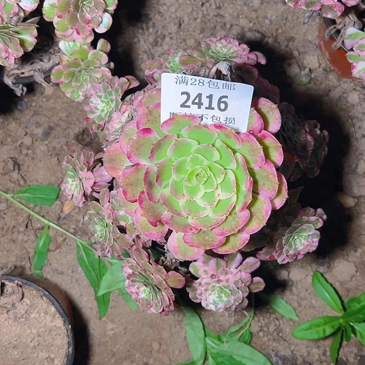 2416霁月多肉植物保护