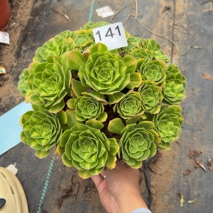 翡翠琉璃多肉植物不包损141