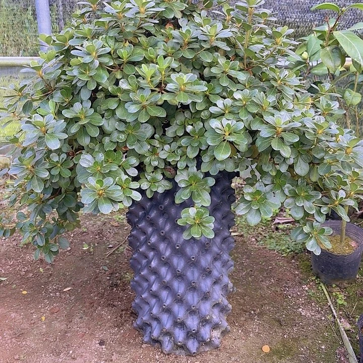 完全开放熏风一物一拍