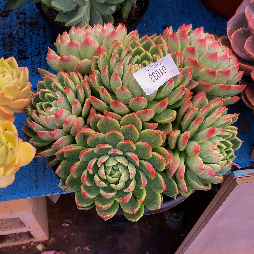 *****    红女巫多肉01033