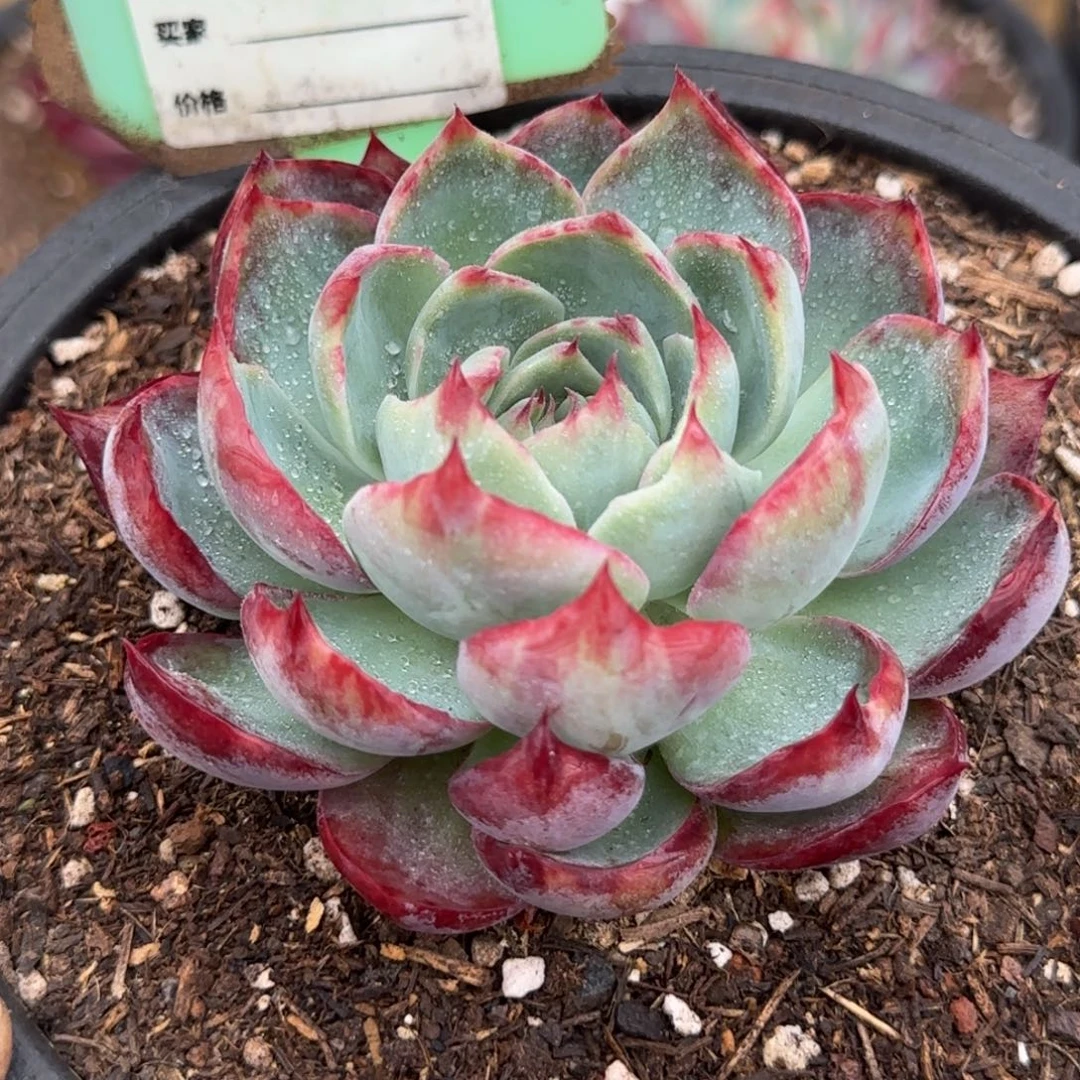 惊鸿一物一拍包装收缩花旱907