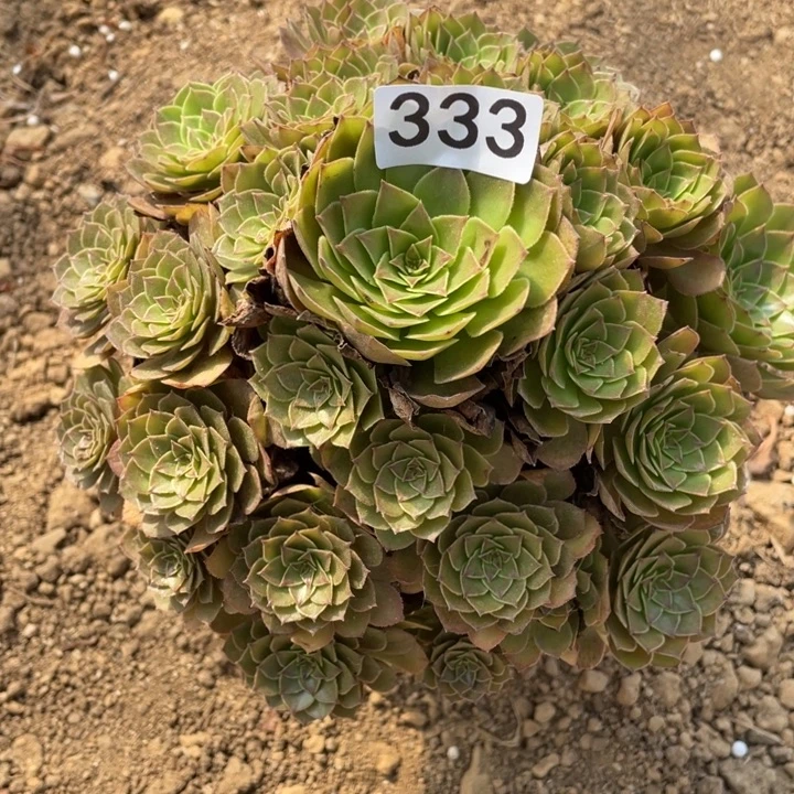 无花朵333多肉植物红魔