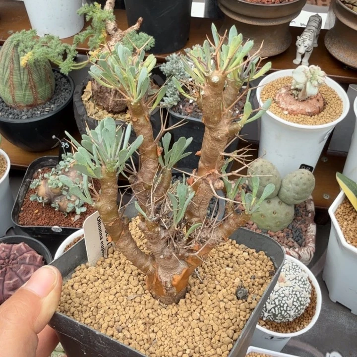 黑鬼殿（满28包邮）