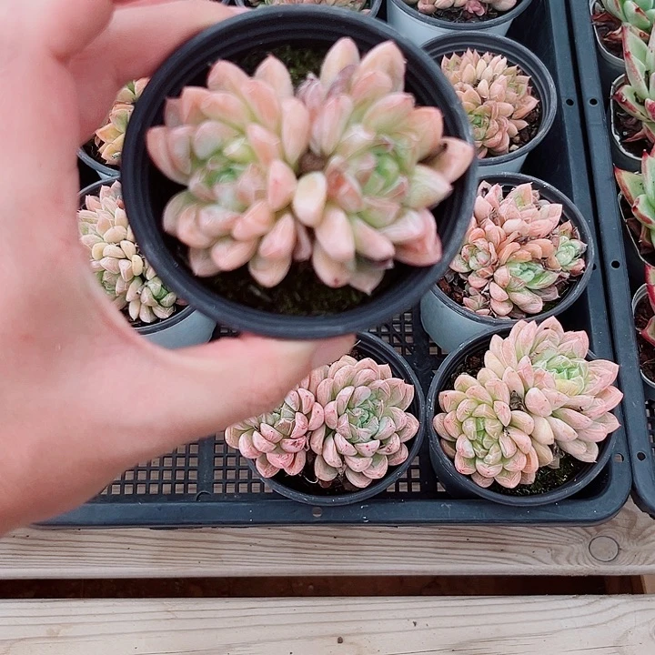 爱莎公主两头起发