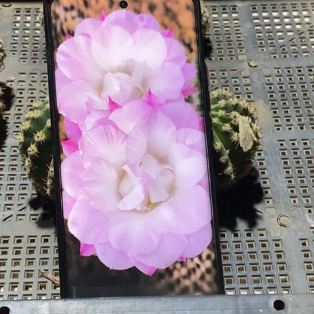 彩 259卓雅侧芽歪20包邮/5公分