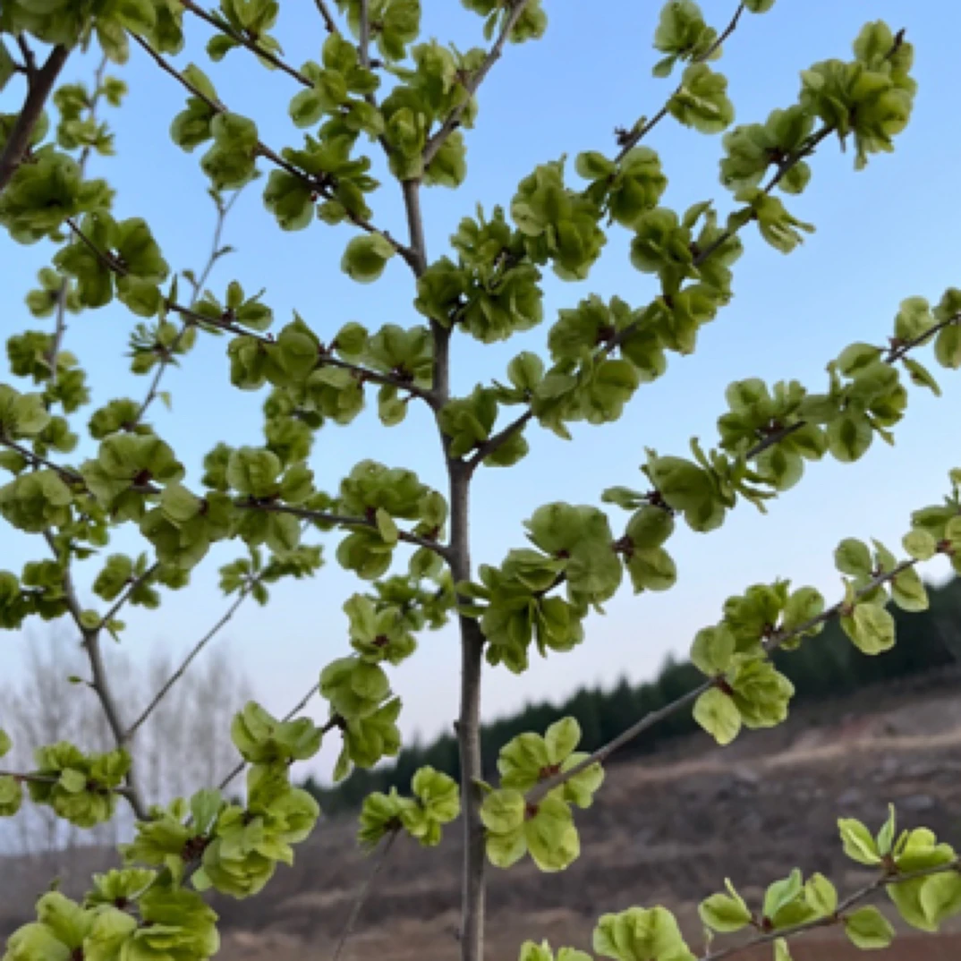 沂蒙山野生老树榆钱现摘现发