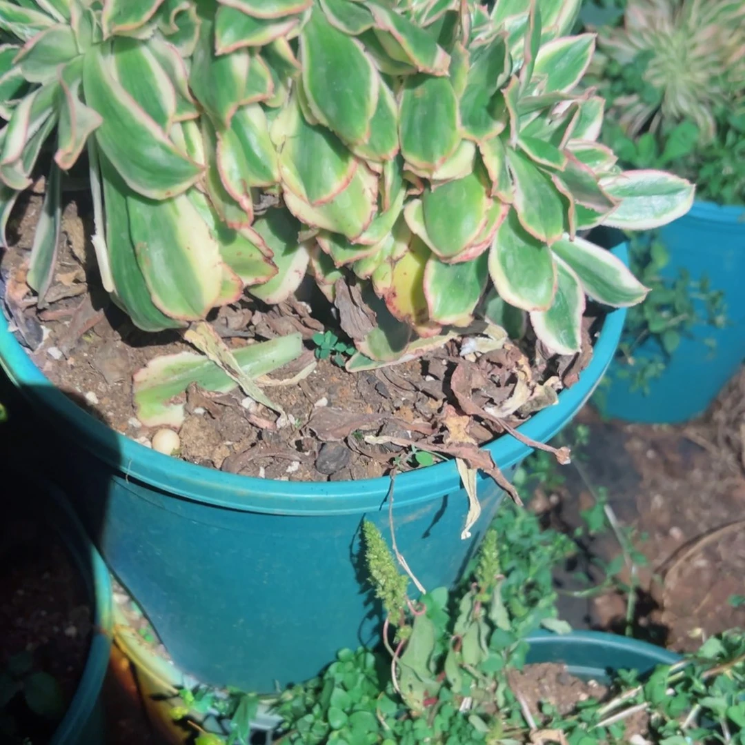 528 号多肉植物法师新年福利