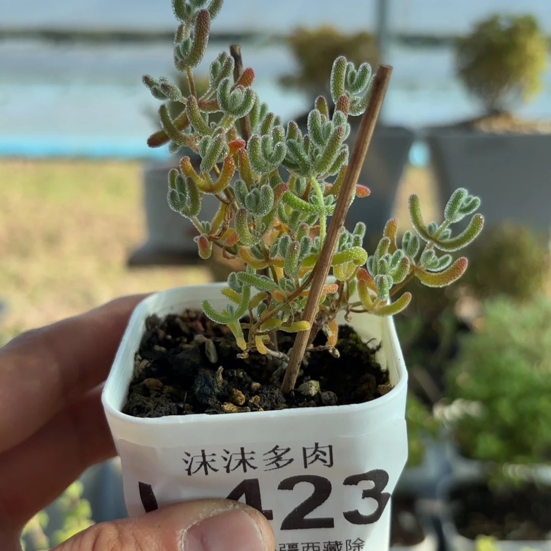 423冰晶枝干番杏福利