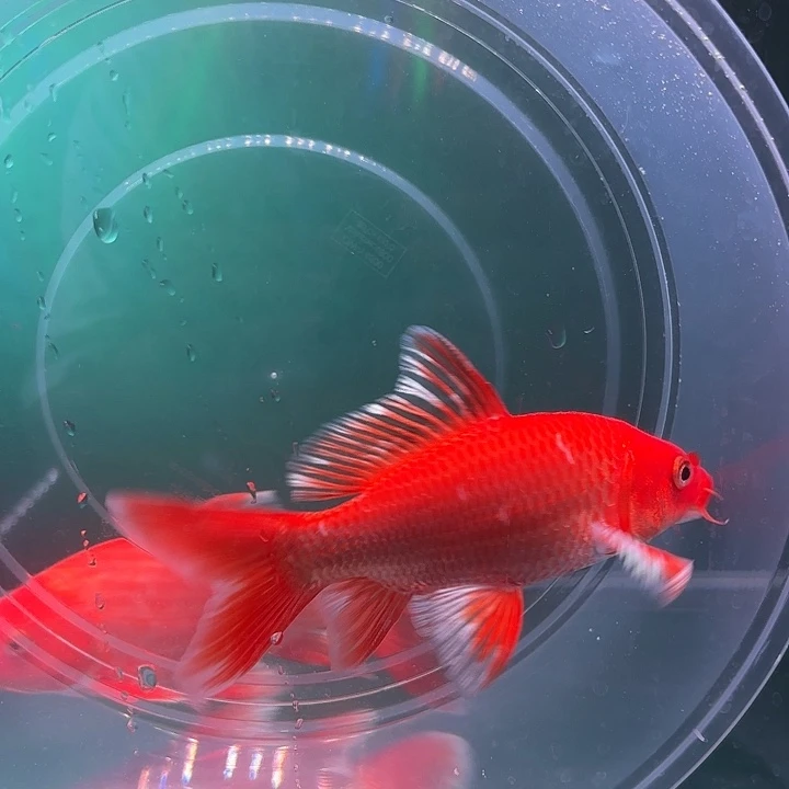 蝴蝶鲤13号蝴蝶鲤