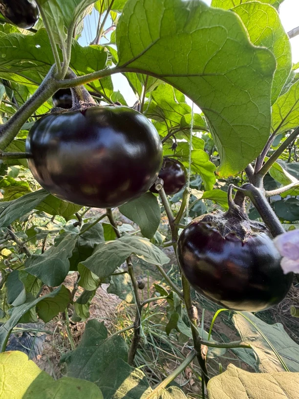 河南农家自种新鲜现摘紫光圆茄子炒菜不吸油非常清淡软糯香甜