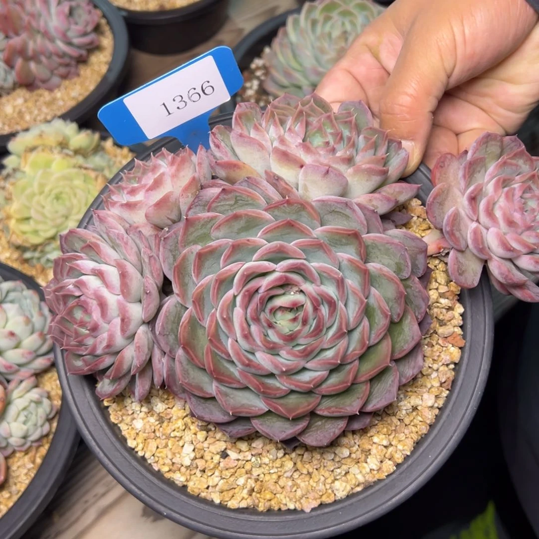 ?****?1366肉汤多哦娜肉多哦