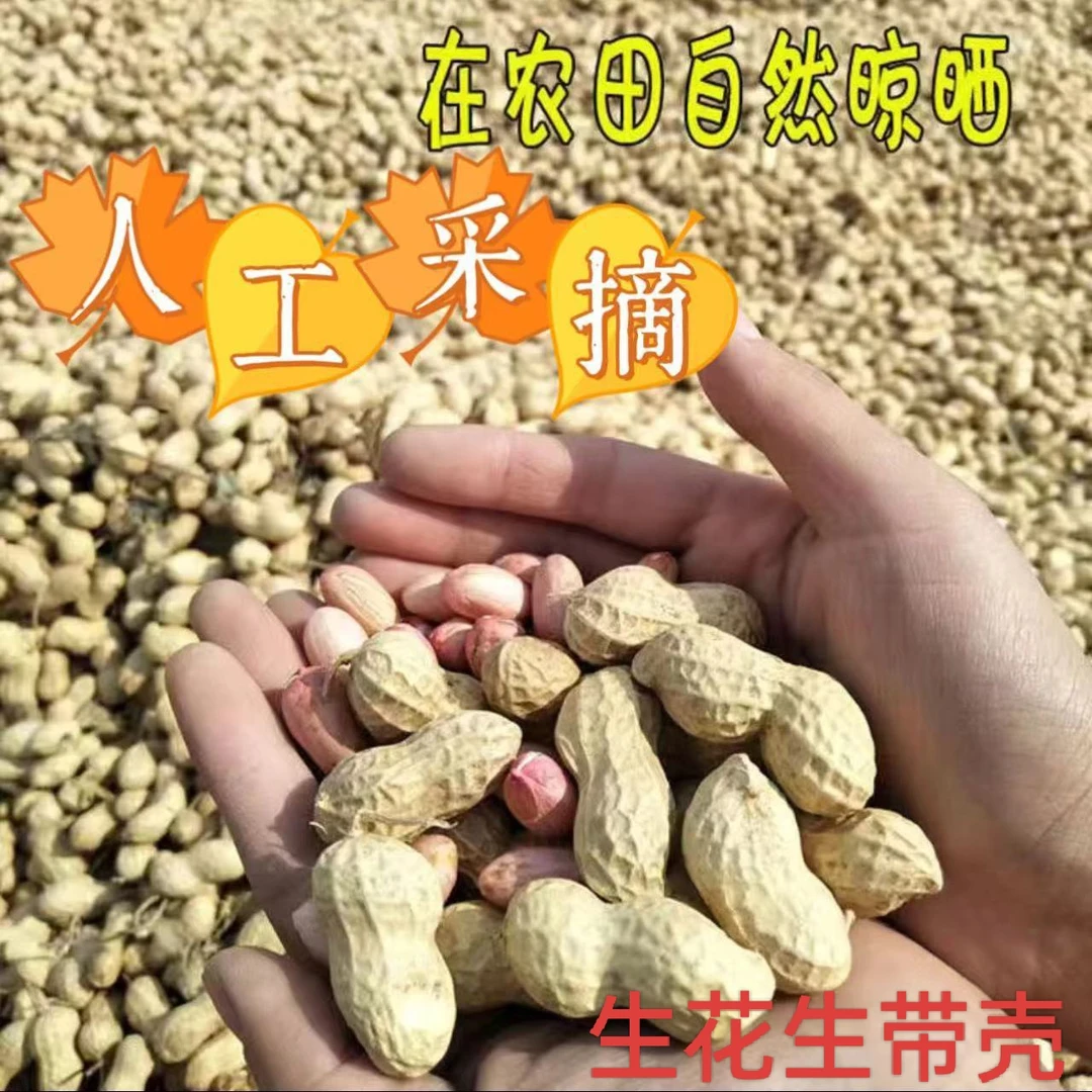 2024新带壳花生大果三斤五斤长粒花生产地直销优中选优可榨油
