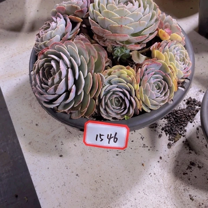 越****y1546无赐多肉植物