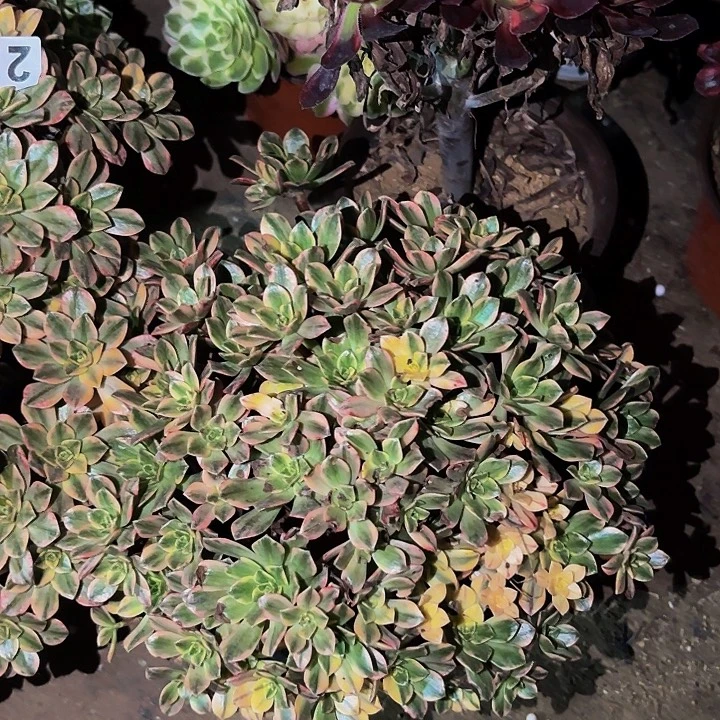 甜茶多肉植物不售后量拍