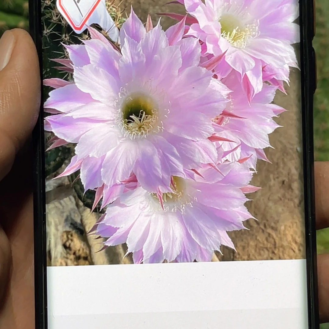 彩草 1–4侧芽 歪 满20包邮5公分左右