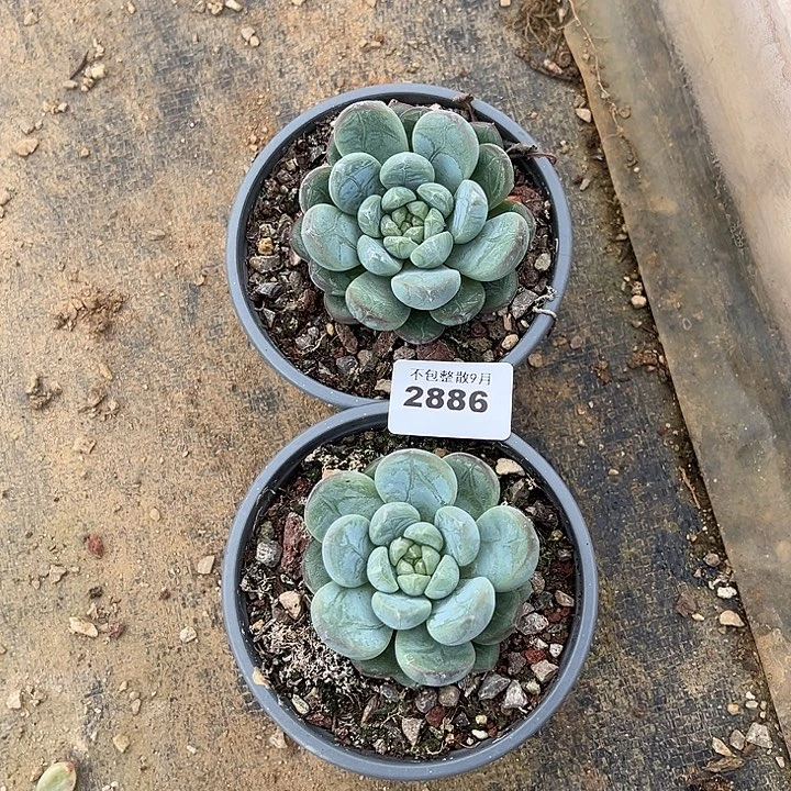阿雅园艺。          2886百达翡翠