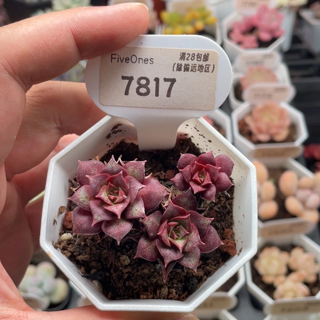 罗西玛7817-5厘米