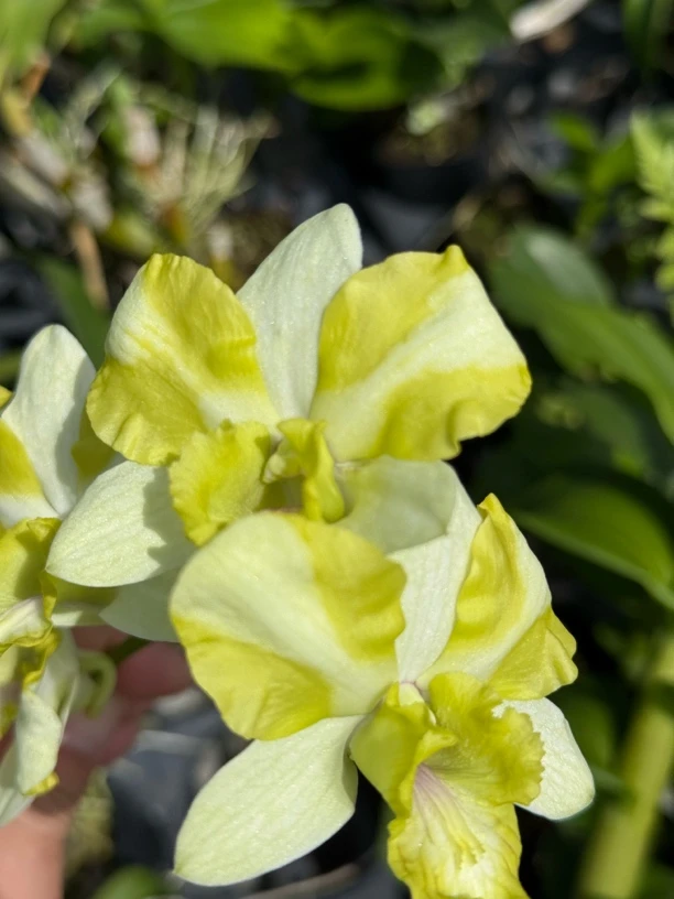 翡翠少女（无花苗）青绿色爆花耐热好养花期长 云南鲜花绿植