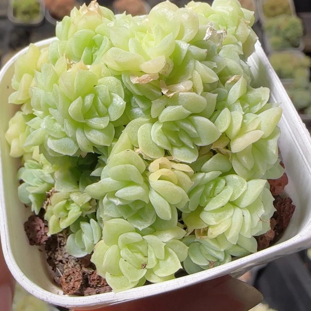 花语逸镜1026-179散