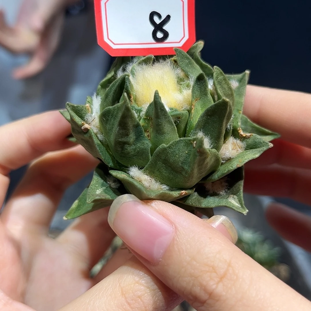 8号7cm自根帝冠牡丹萝卜根