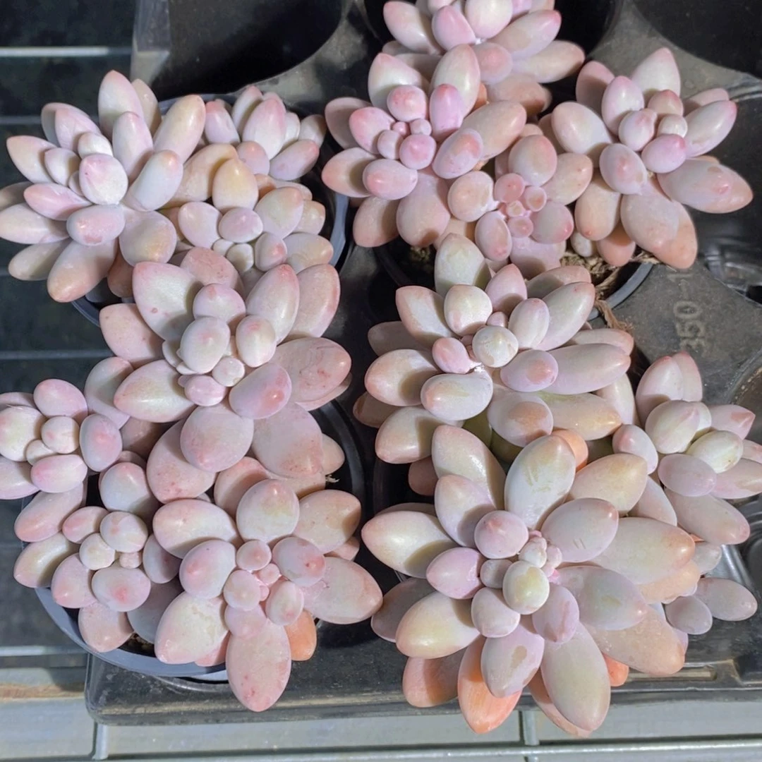 量拍45号 精品母本汤圆奶酪多头一个