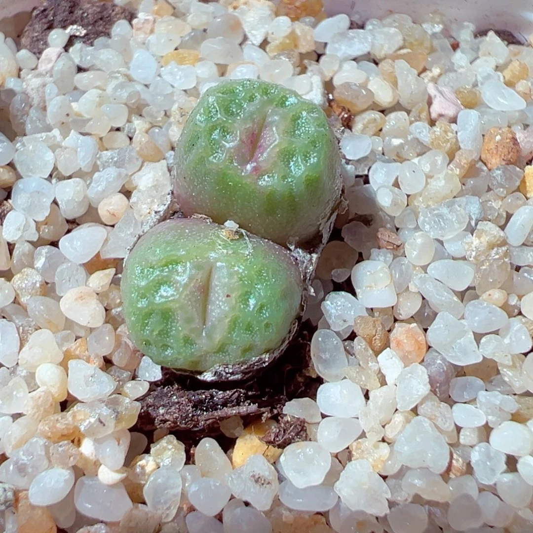 708-393多肉烧卖红唇1.5cm