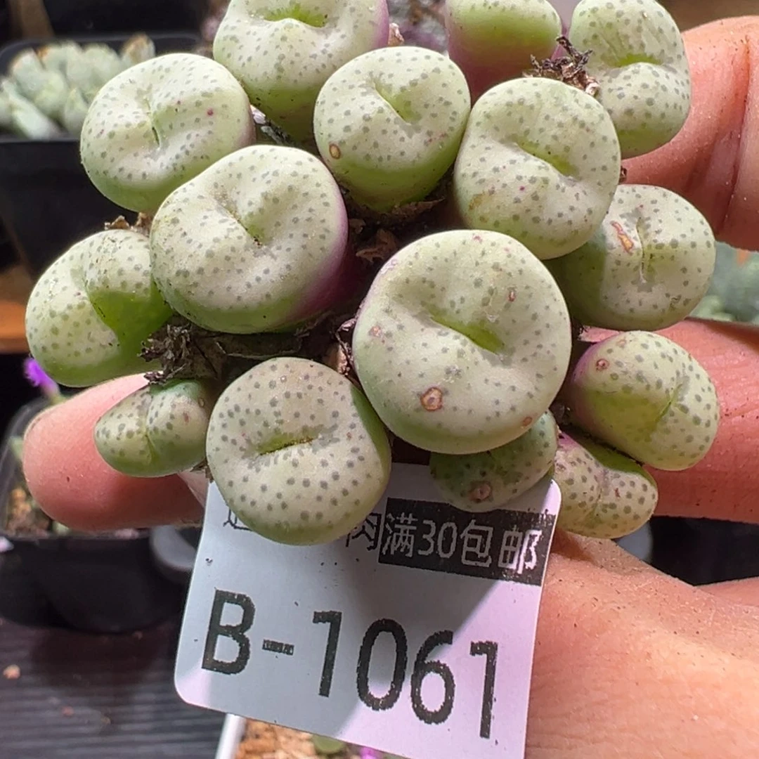 多肉植物1111111111111
