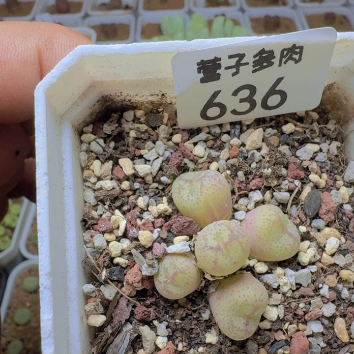 韩系大紫猴带盆土。