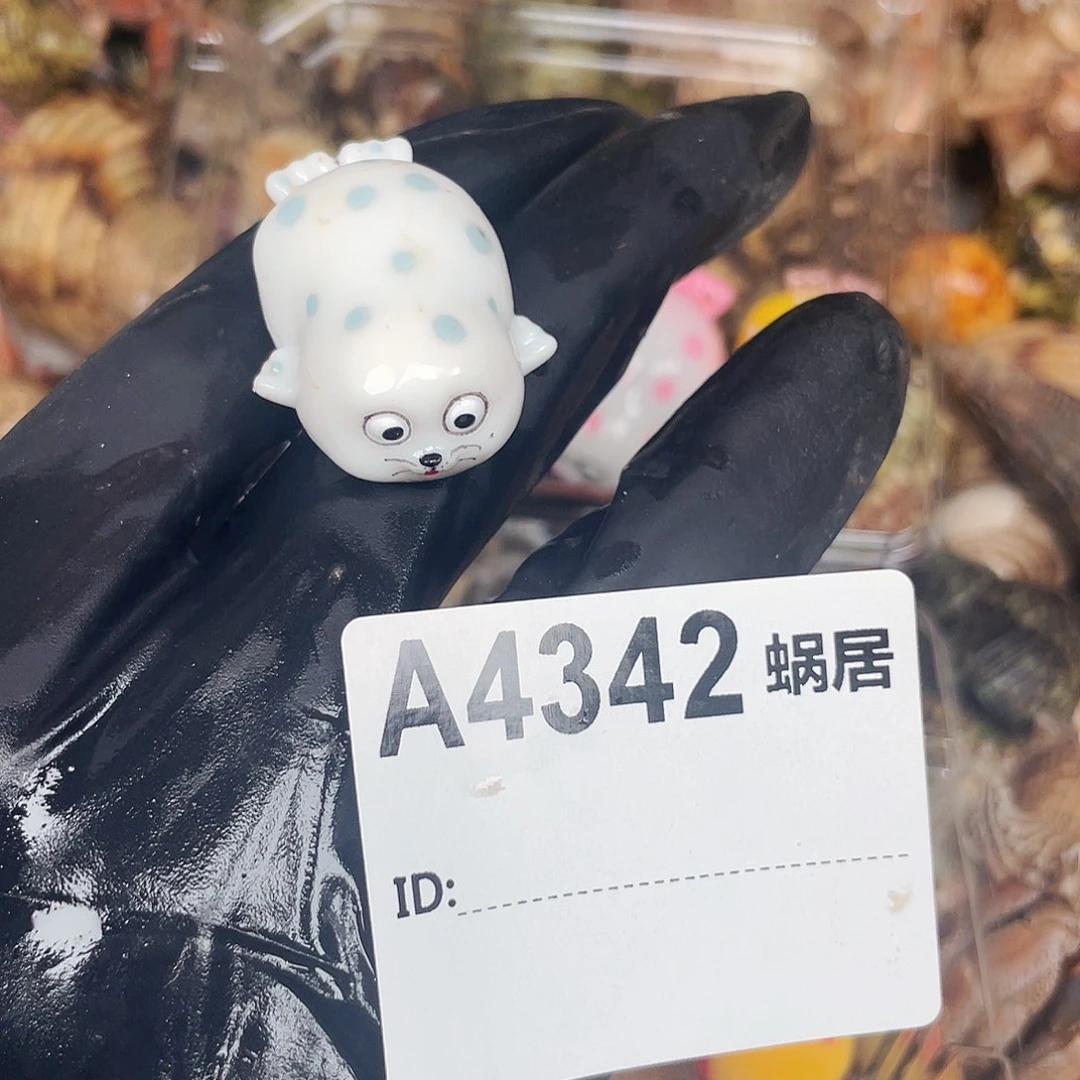 *****寄居蟹寄居蟹4342