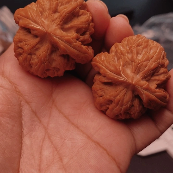 核桃红锦鲤43尺核桃