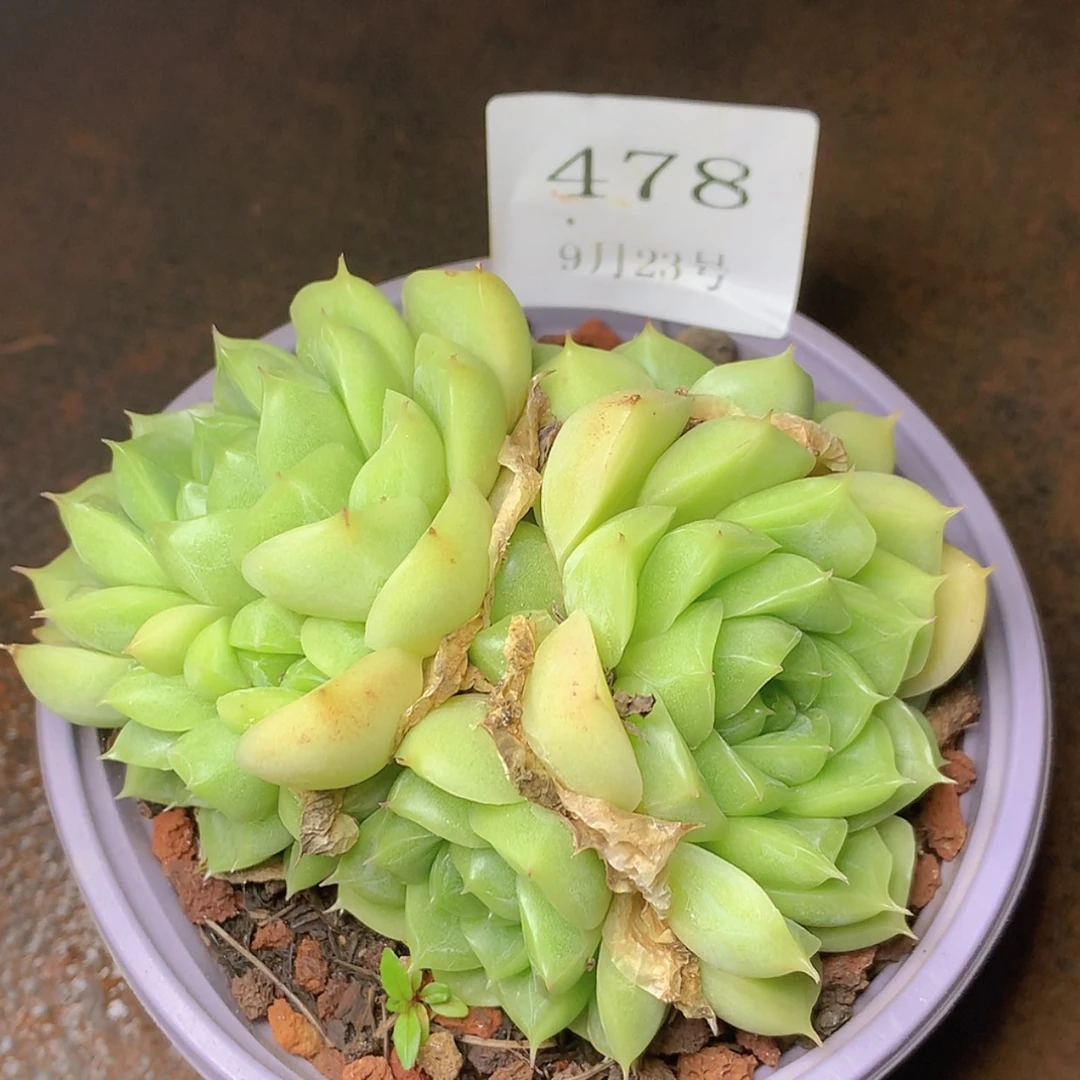 【闪购商品】云478号