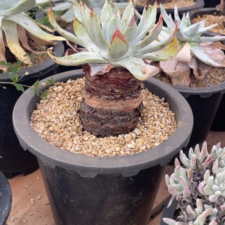 雪山粗桩福利粗桩