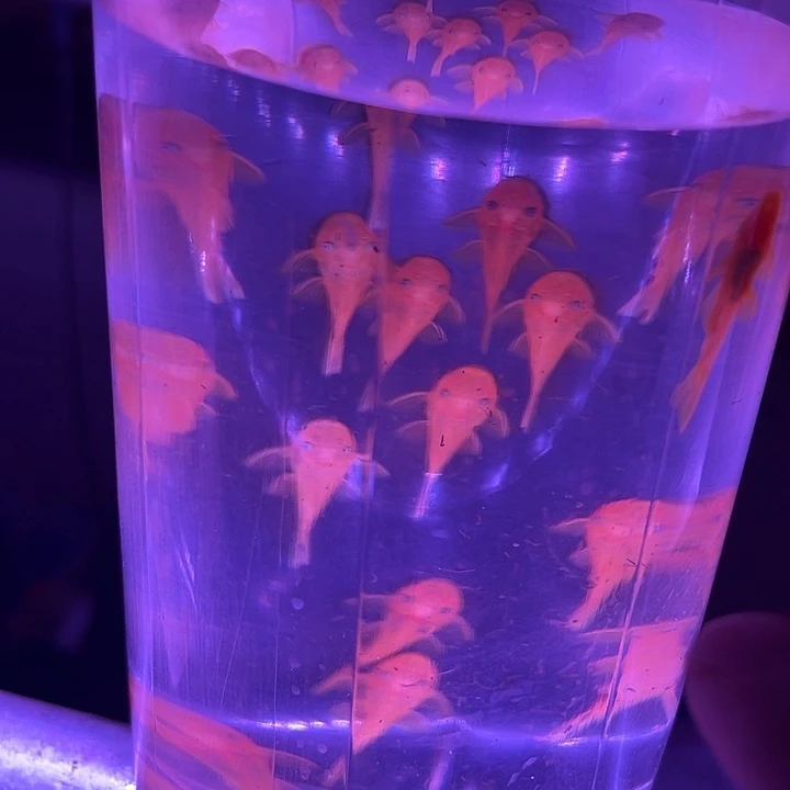 孔雀鱼10条黄金胡子