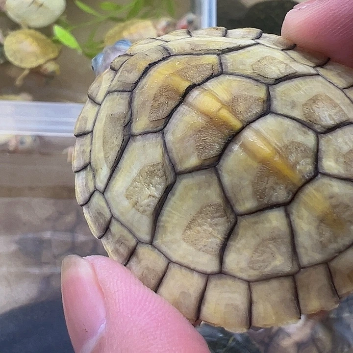 绿毛龟母巴西龟11111