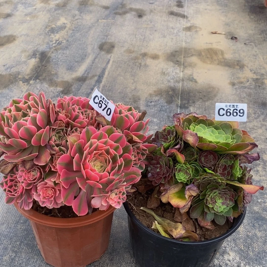 *****粉女巫。花月夜670 669