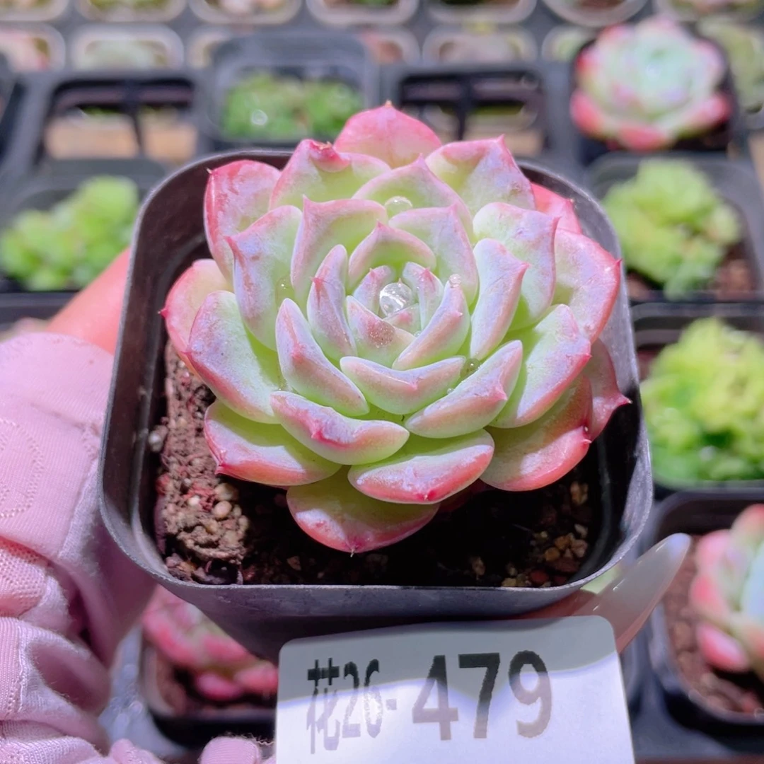 花利美26-479纯爱
