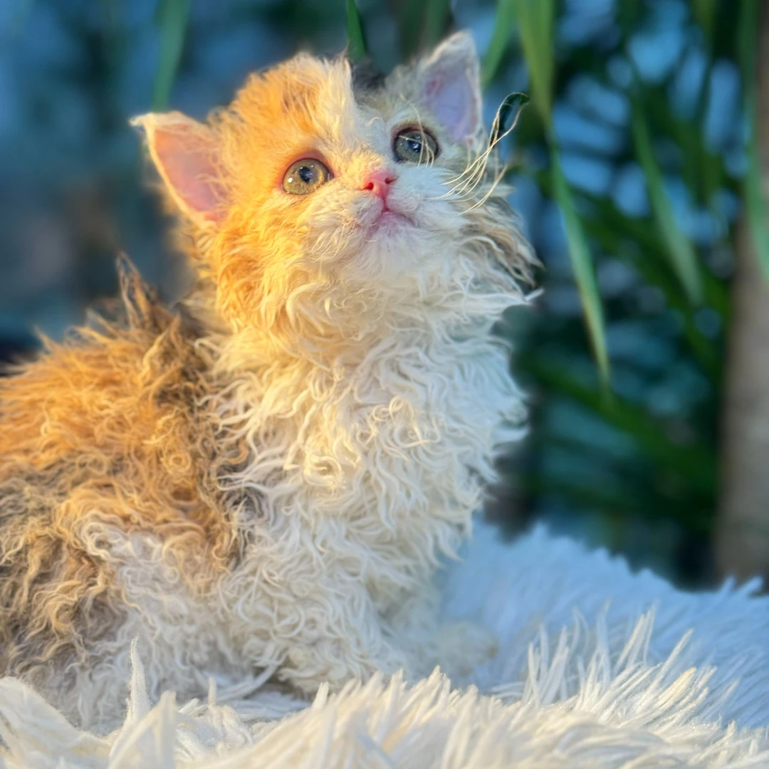 《禹大爷的赛尔凯克卷毛猫》~猫咪活体保健康
