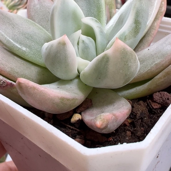 香槟锦多肉植物量