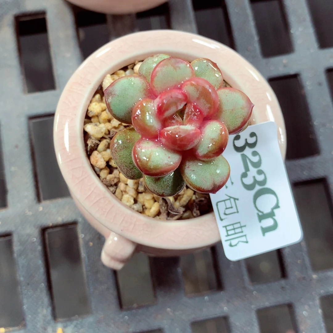 5厘米盆精控多肉323