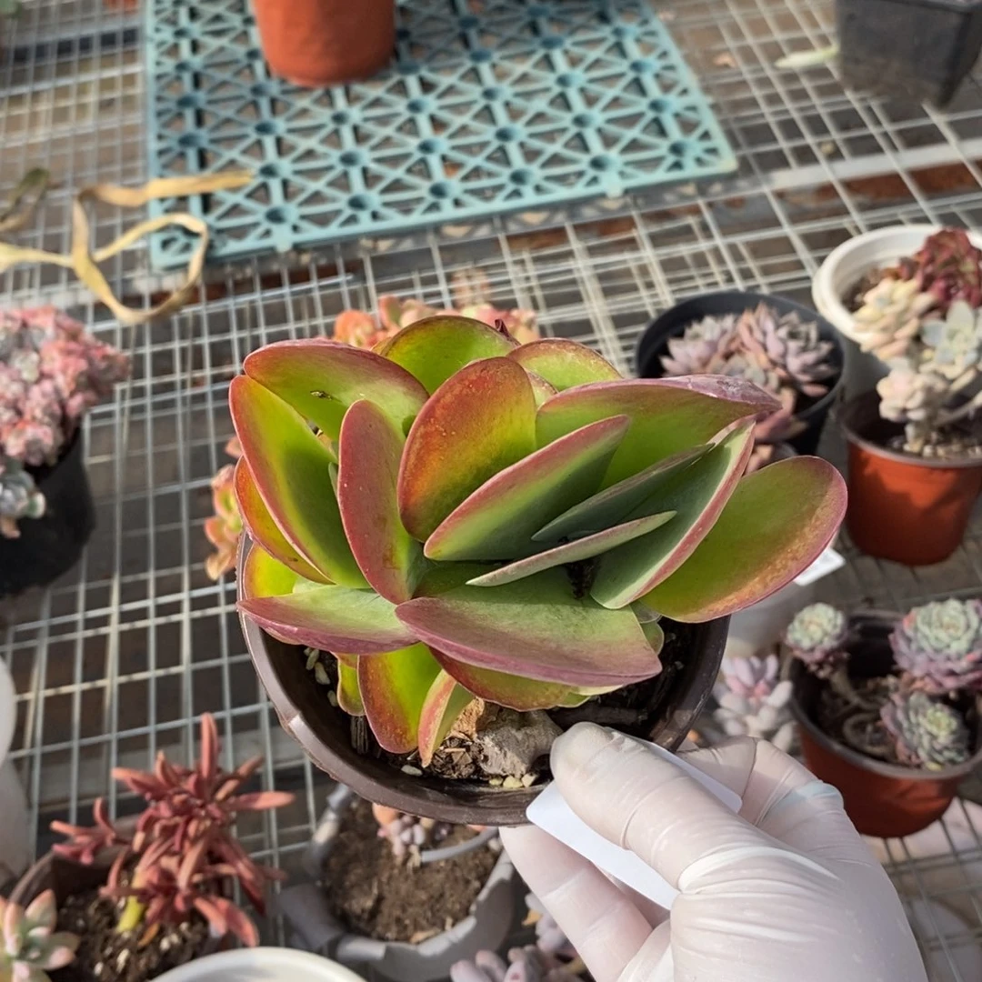 300唐印群一物一拍