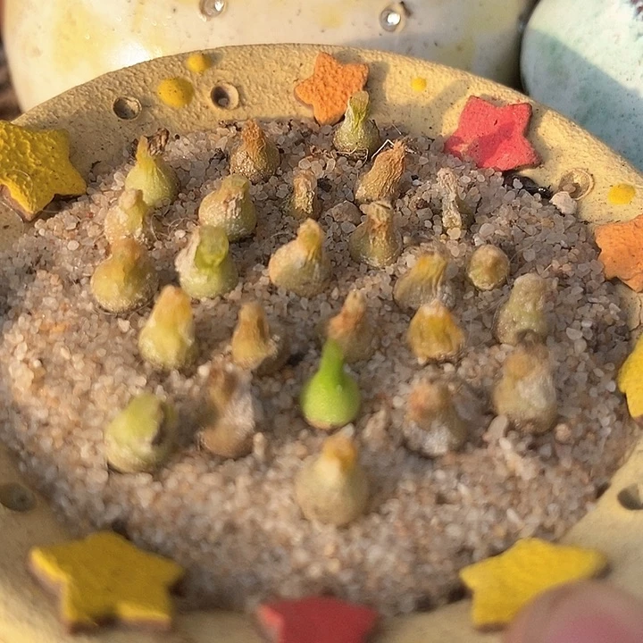 小葫芦一颗